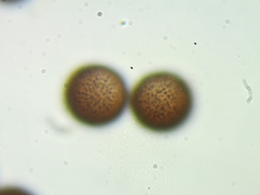 Meriderma echinulatum