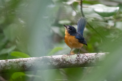 Cyornis rufigastra