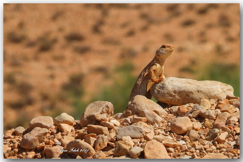 Uromastyx acanthinura