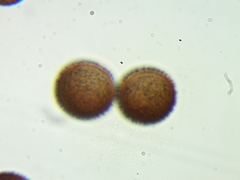 Meriderma echinulatum