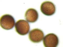 Meriderma echinulatum