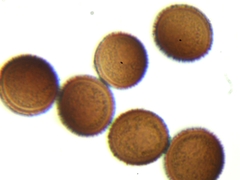 Meriderma echinulatum