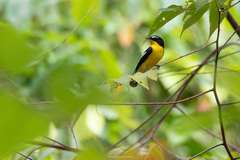 Ficedula zanthopygia