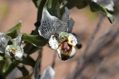 Chloraea galeata