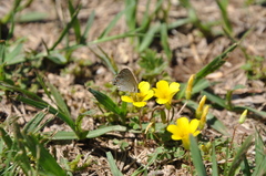 Oxalis conorrhiza