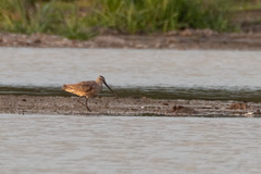 Limnodromus semipalmatus