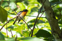 Ficedula mugimaki