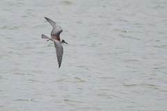 Chlidonias leucopterus