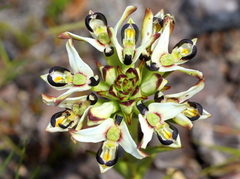 Disa bivalvata