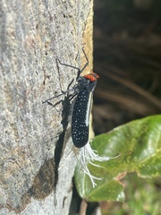 Lystra lanata