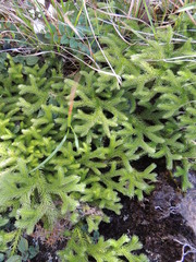 Lycopodium japonicum