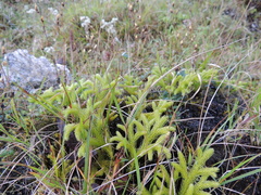 Lycopodium japonicum
