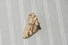 Xanthorhoe packardata