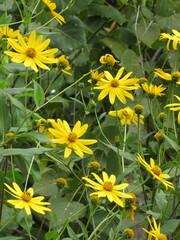 Helianthus strumosus