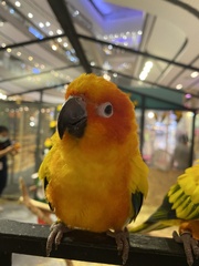 Aratinga