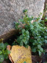 Stellaria media