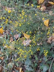 Ulex parviflorus