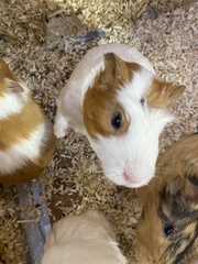 Cavia porcellus