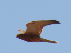 Falco rupicoloides