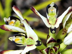Disa bivalvata