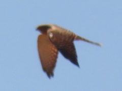 Falco rupicoloides