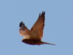 Falco rupicoloides