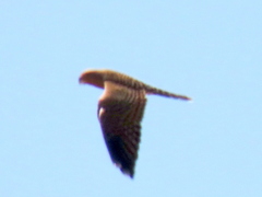 Falco rupicoloides