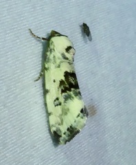 Ponometia tripartita