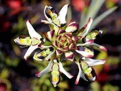 Disa bivalvata
