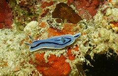 Chromodoris willani