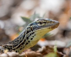 Varanus panoptes panoptes