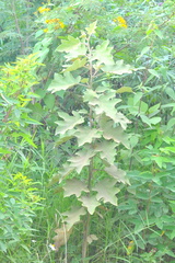 Smallanthus maculatus