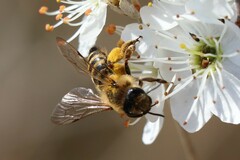Andrena flavipes