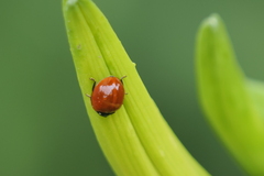 Cycloneda sanguinea