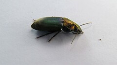 Neoaulacoryssus speciosus