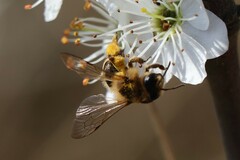 Andrena flavipes