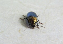 Neoaulacoryssus speciosus