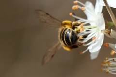 Andrena flavipes