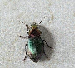 Neoaulacoryssus speciosus