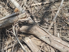 Microlophus occipitalis