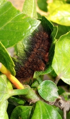 Arctiinae