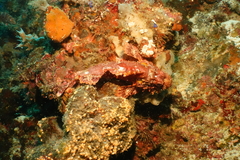 Scorpaenopsis