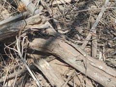 Microlophus occipitalis