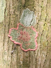 Herpothallon