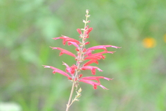 Salvia cinnabarina