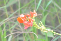 Phaseolus coccineus