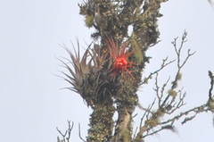 Tillandsia imperialis