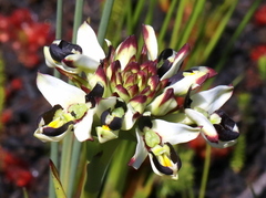 Disa bivalvata