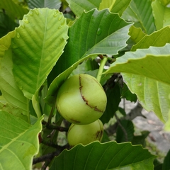 Dillenia philippinensis