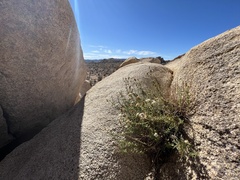 Heterotheca joshuana